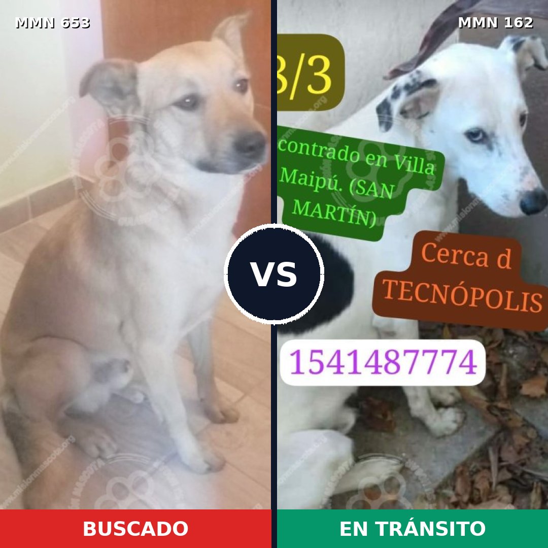 Comparativa MMS 9463: mascota perdida y mascota encontrada, 72% de similitud