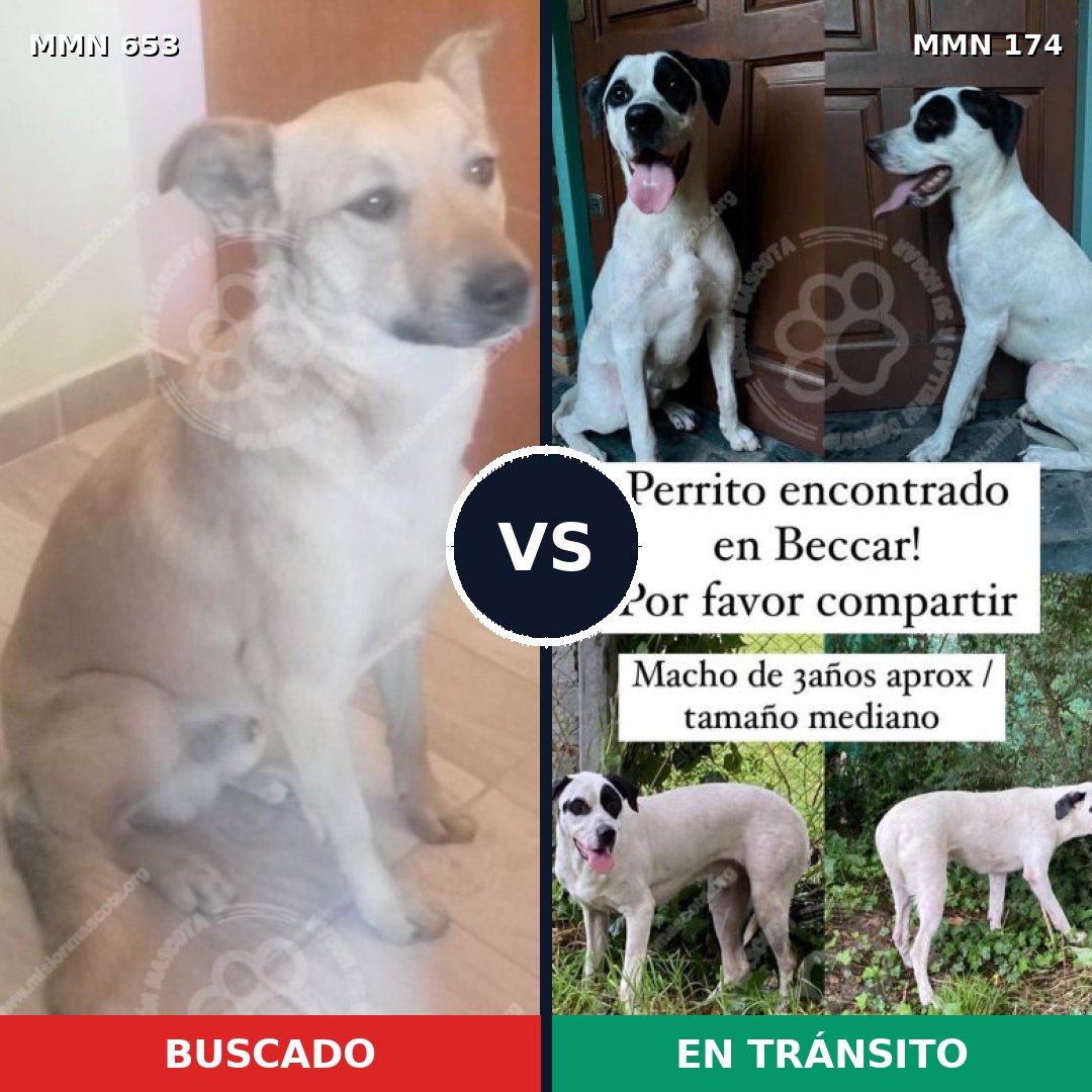 Comparativa MMS 9464: mascota perdida y mascota encontrada, 73% de similitud