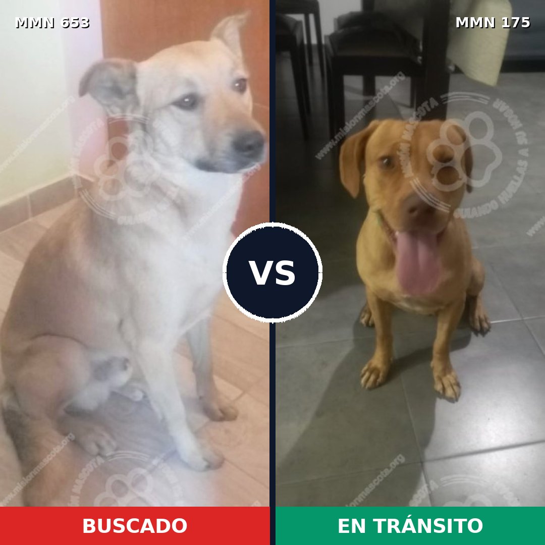 Comparativa MMS 9465: mascota perdida y mascota encontrada, 74% de similitud