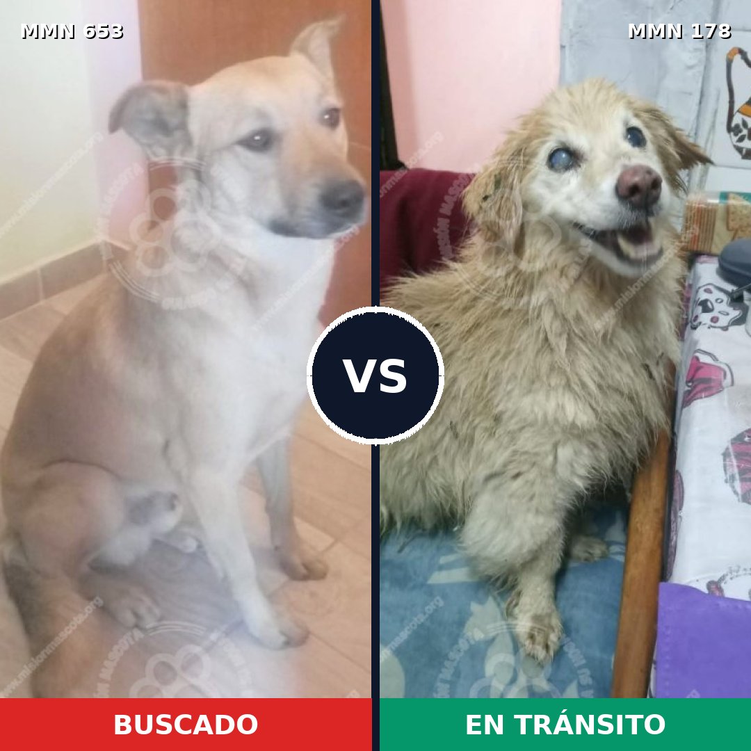 Comparativa MMS 9466: mascota perdida y mascota encontrada, 80% de similitud
