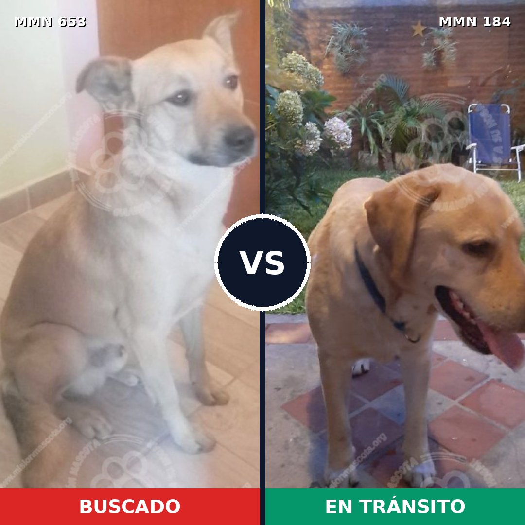 Comparativa MMS 9467: mascota perdida y mascota encontrada, 75% de similitud