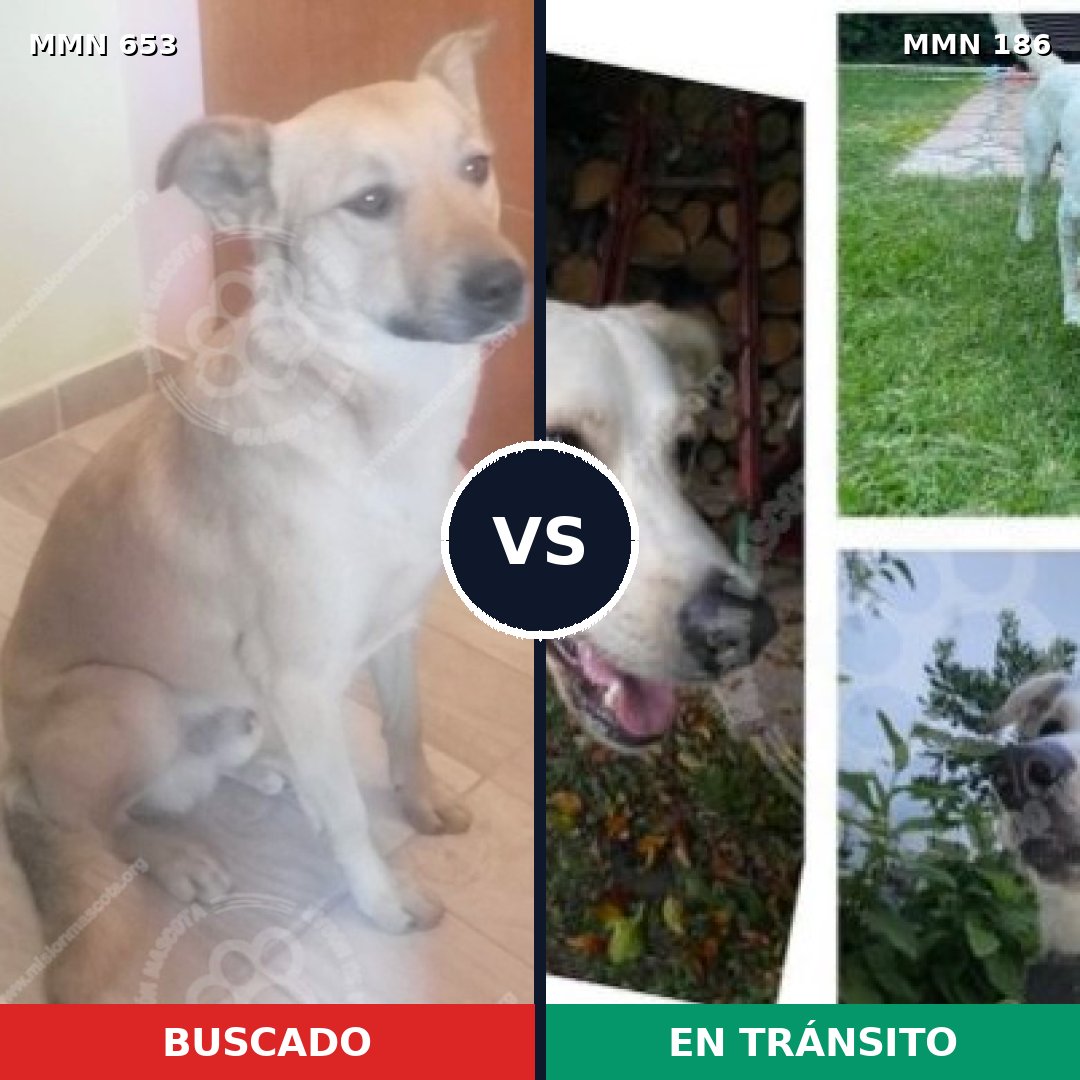 Comparativa MMS 9468: mascota perdida y mascota encontrada, 59% de similitud