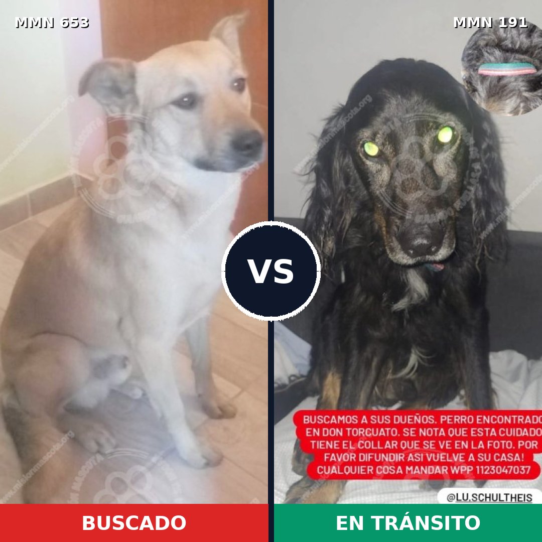 Comparativa MMS 9469: mascota perdida y mascota encontrada, 71% de similitud