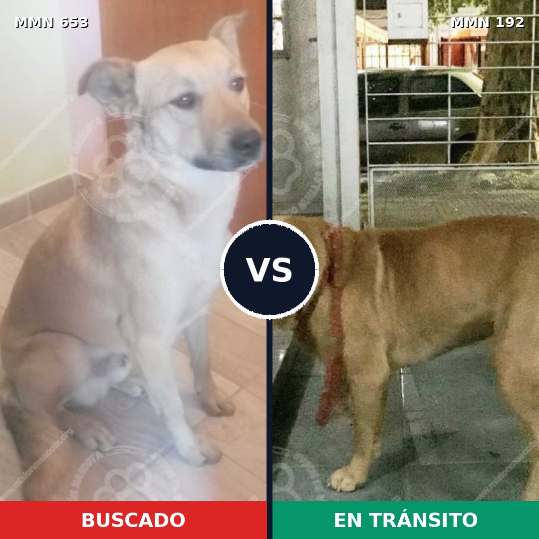Comparativa MMS 9470: mascota perdida y mascota encontrada, 57% de similitud