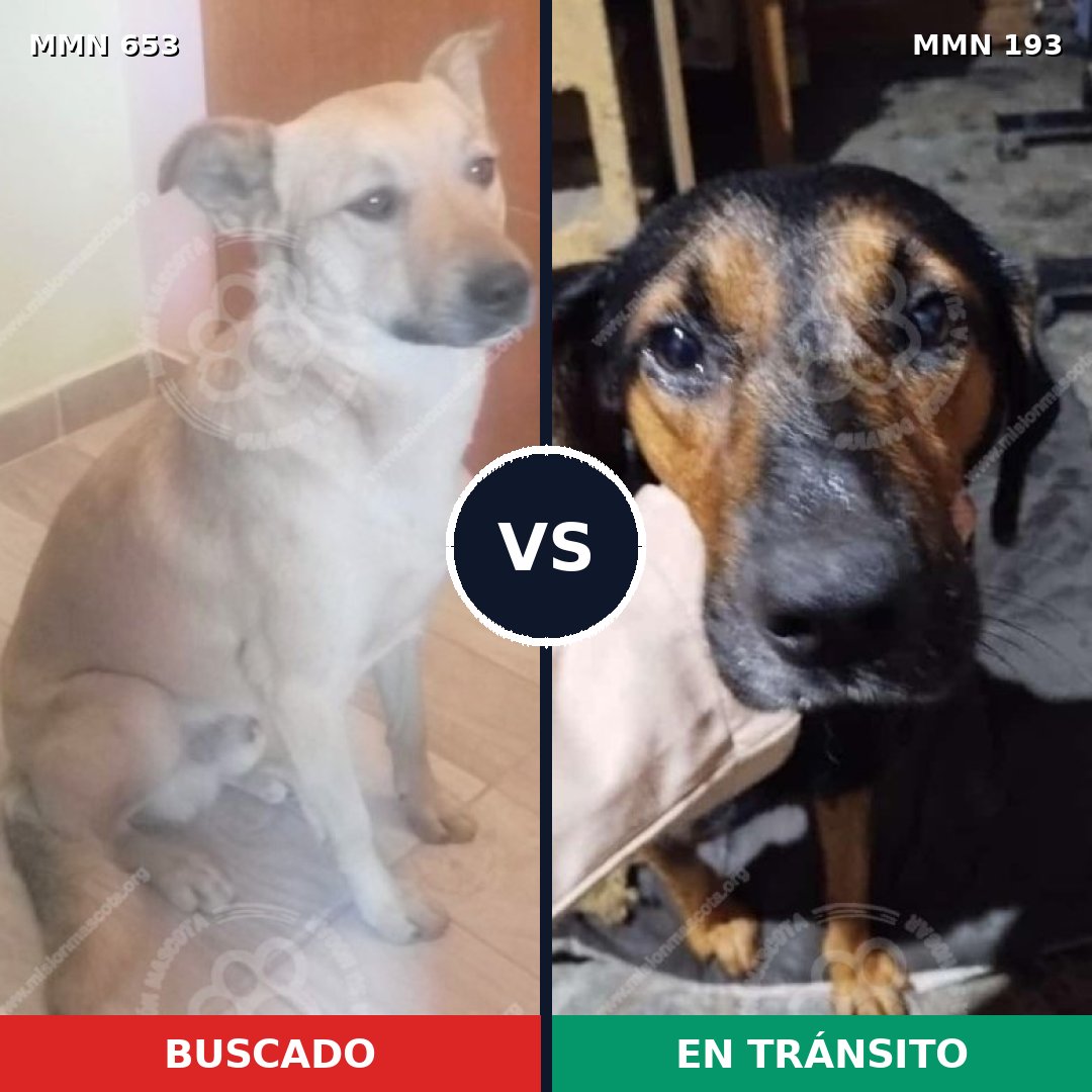 Comparativa MMS 9471: mascota perdida y mascota encontrada, 69% de similitud
