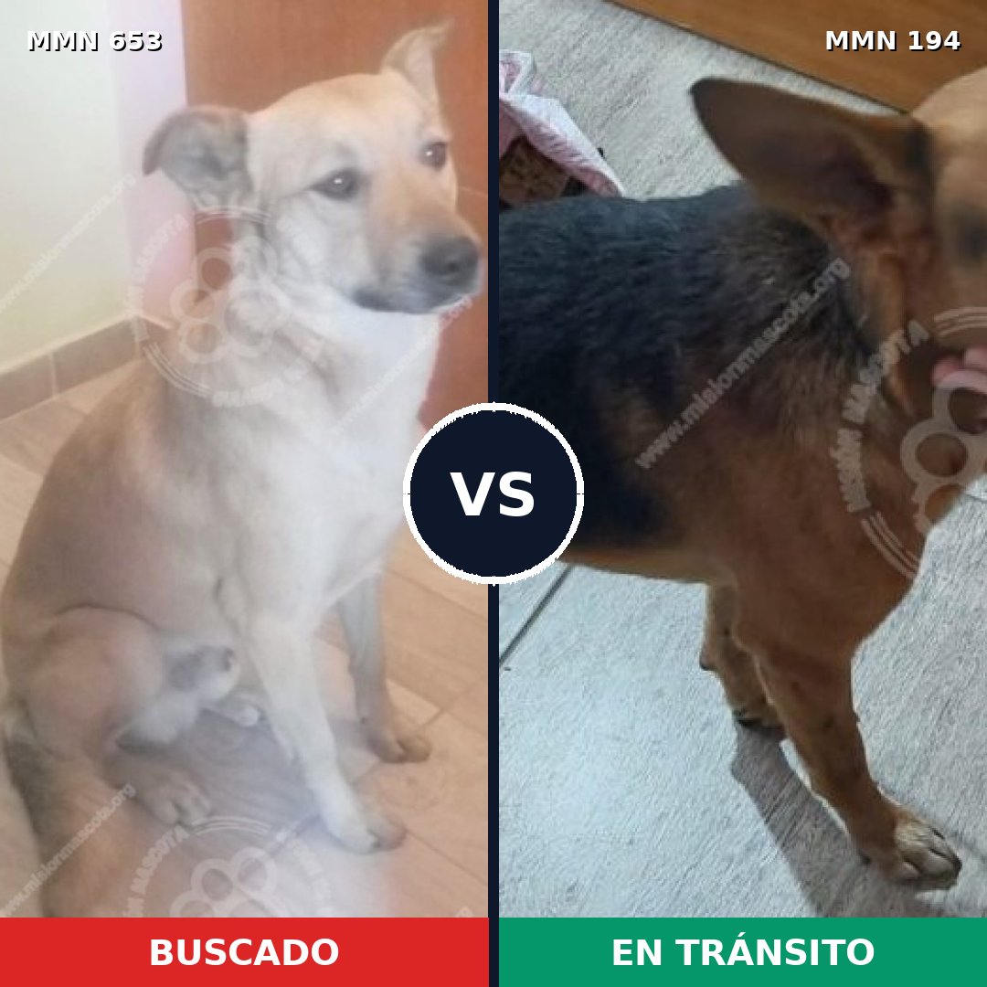 Comparativa MMS 9472: mascota perdida y mascota encontrada, 75% de similitud