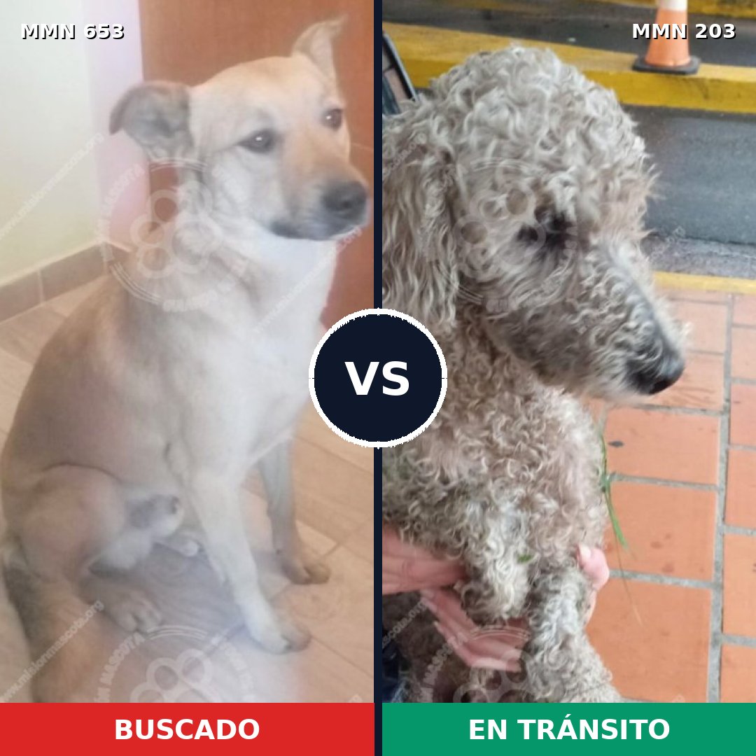 Comparativa MMS 9473: mascota perdida y mascota encontrada, 31% de similitud