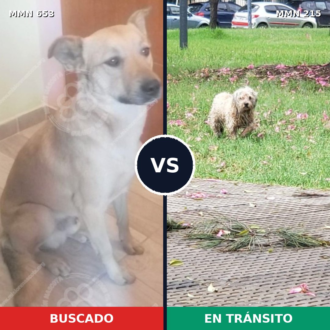 Comparativa MMS 9474: mascota perdida y mascota encontrada, 69% de similitud
