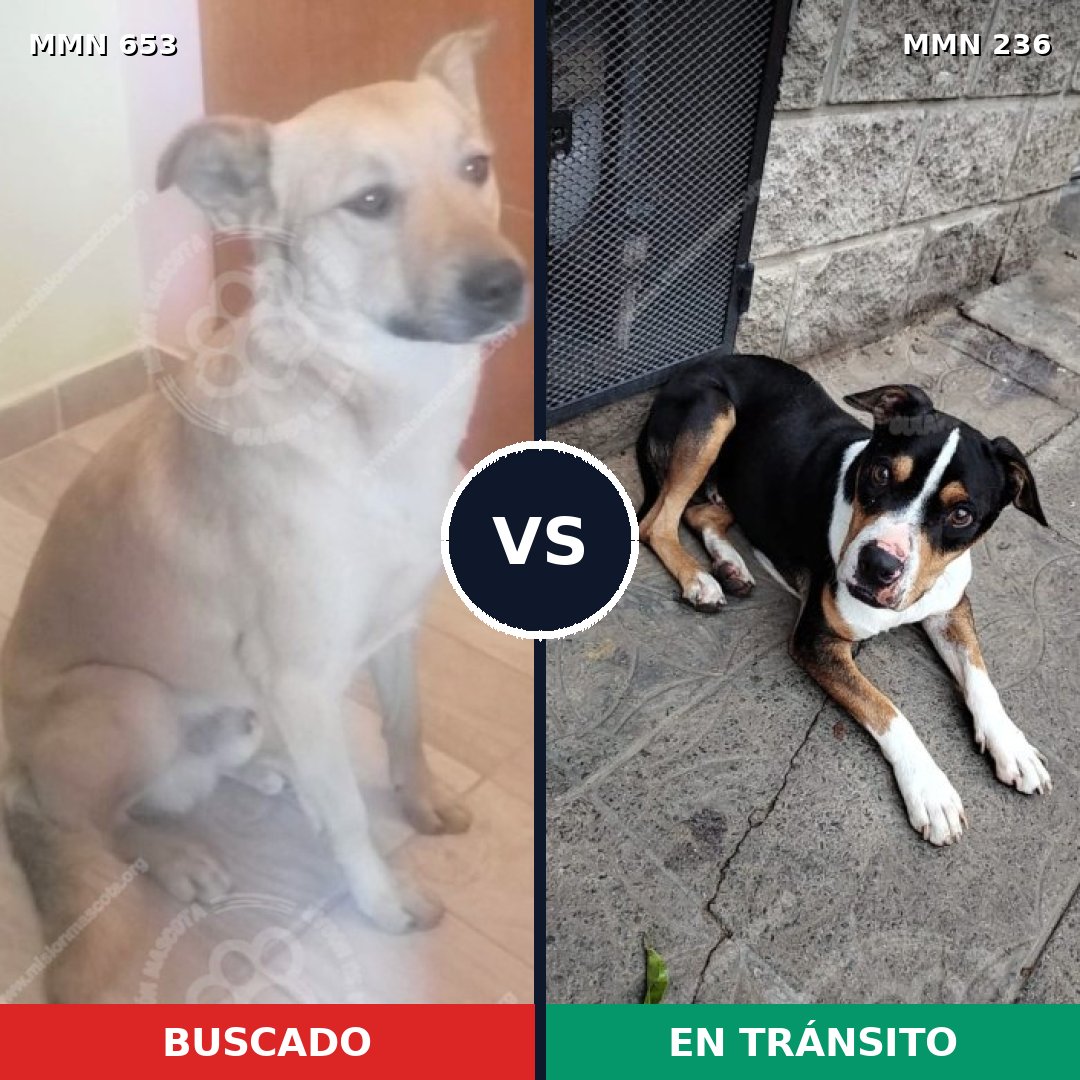 Comparativa MMS 9475: mascota perdida y mascota encontrada, 40% de similitud