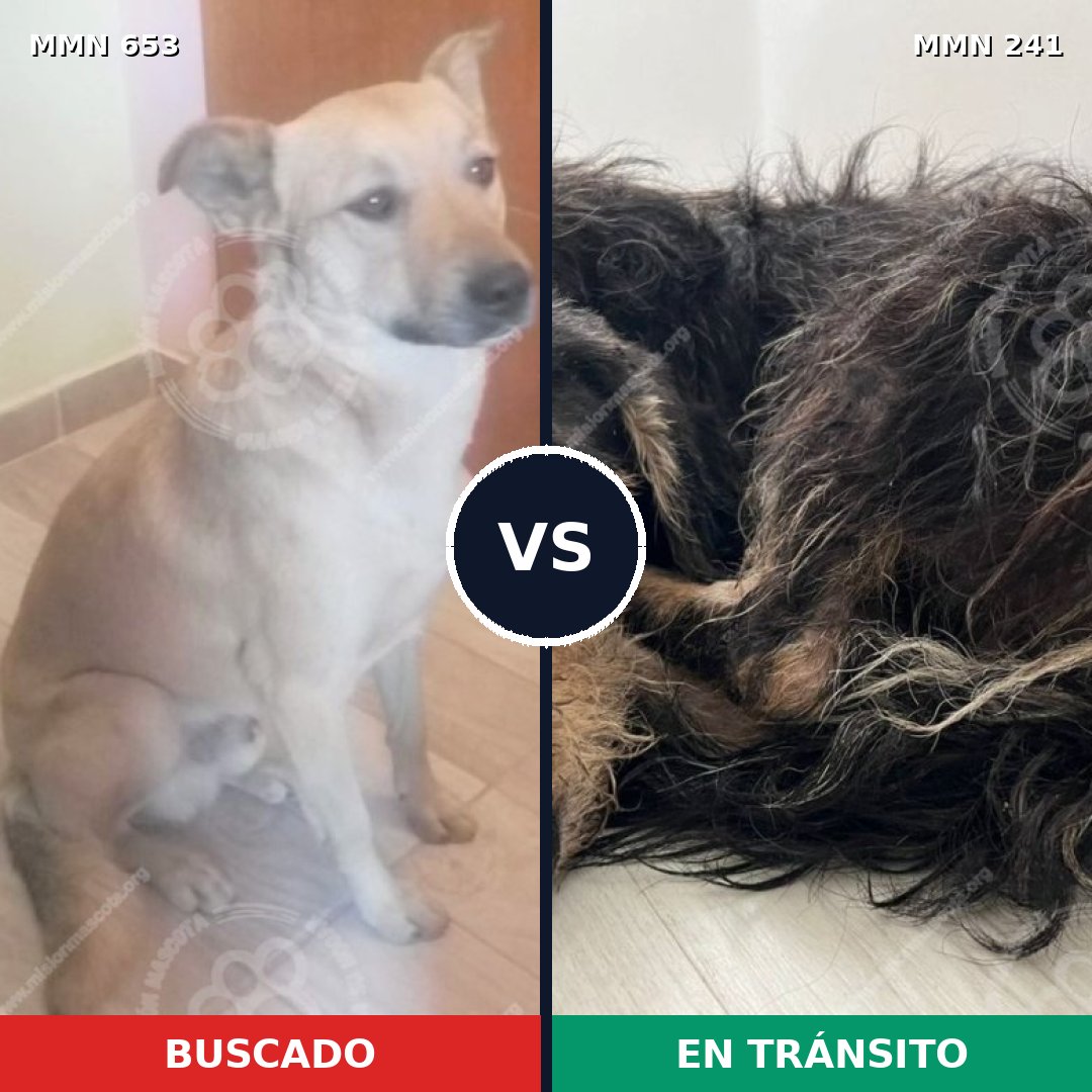 Comparativa MMS 9476: mascota perdida y mascota encontrada, 62% de similitud