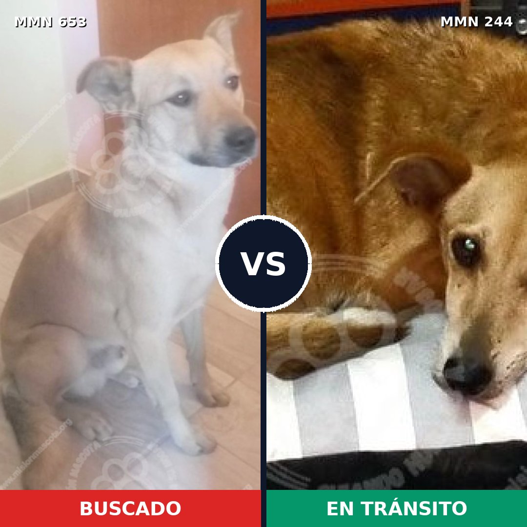 Comparativa MMS 9477: mascota perdida y mascota encontrada, 71% de similitud