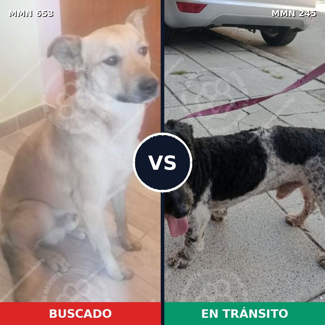Comparativa MMS 9478: mascota perdida y mascota encontrada, 71% de similitud