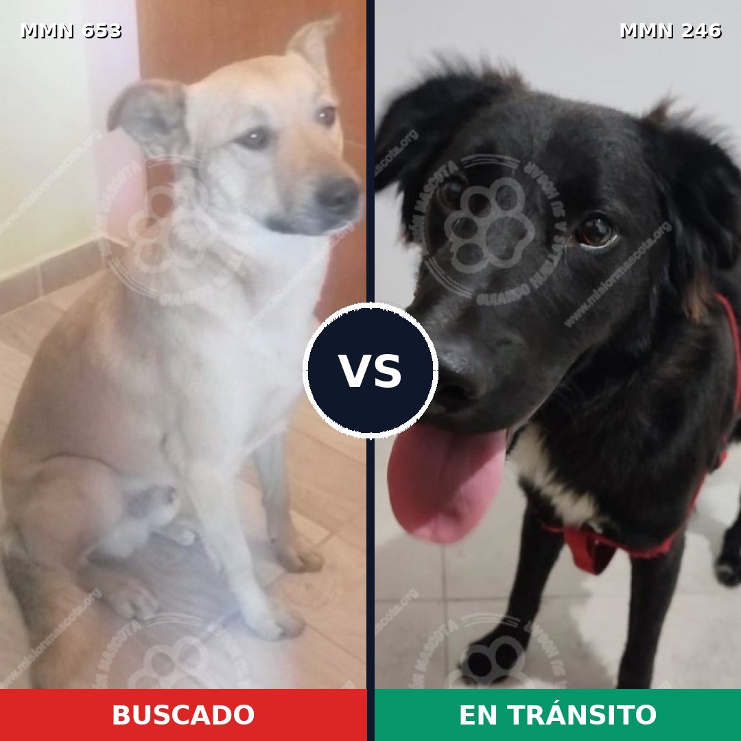 Comparativa MMS 9479: mascota perdida y mascota encontrada, 73% de similitud