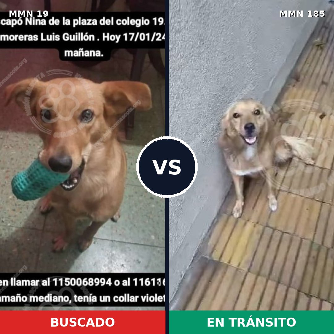 Comparativa MMS 948: mascota perdida y mascota encontrada, 80% de similitud