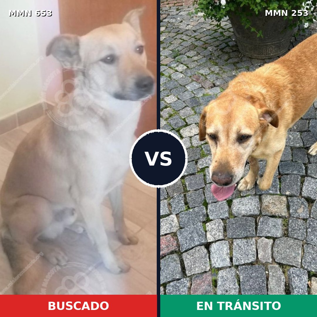 Comparativa MMS 9480: mascota perdida y mascota encontrada, 65% de similitud