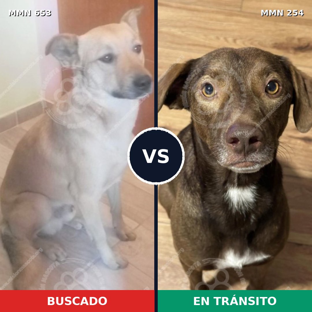 Comparativa MMS 9481: mascota perdida y mascota encontrada, 75% de similitud