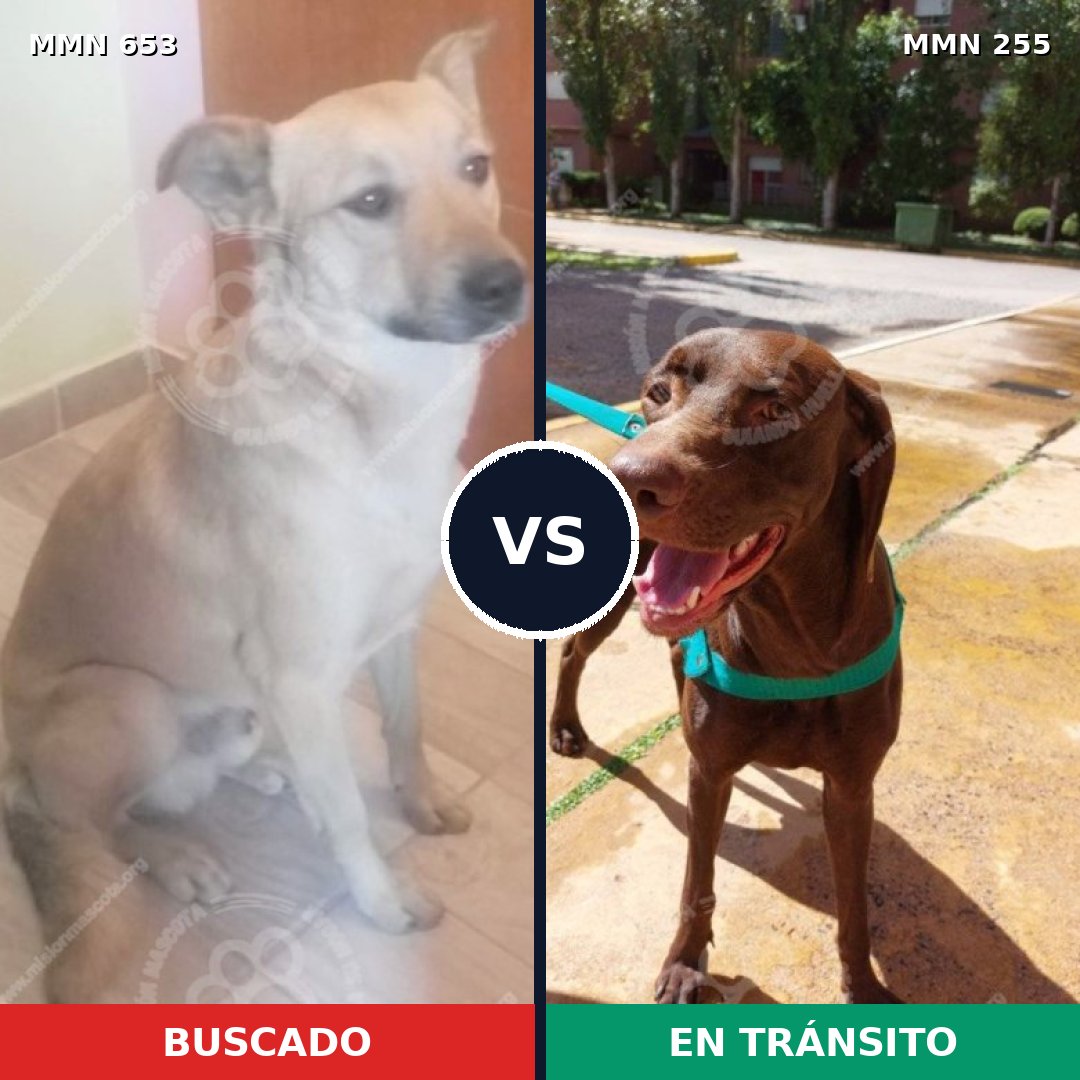 Comparativa MMS 9482: mascota perdida y mascota encontrada, 58% de similitud