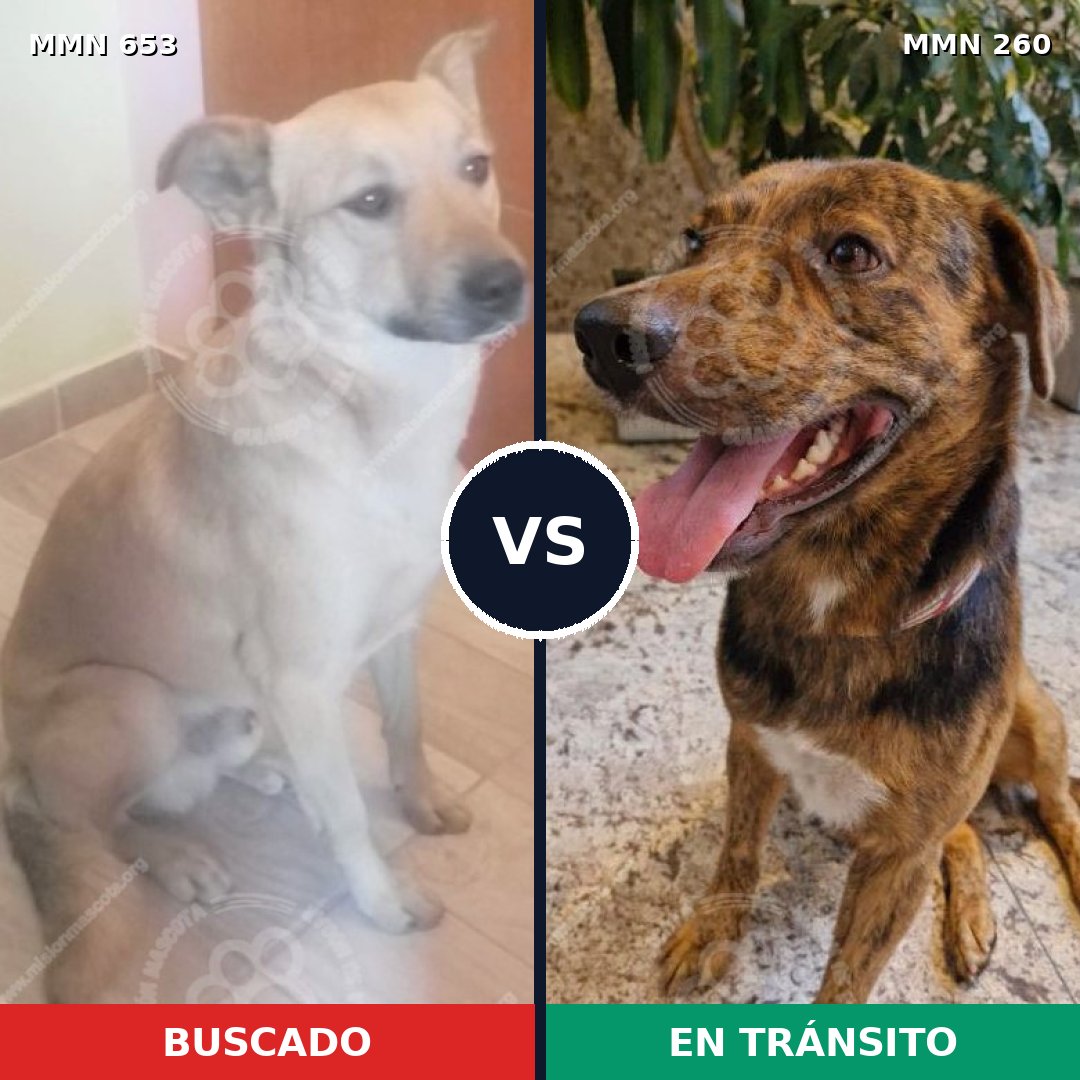 Comparativa MMS 9483: mascota perdida y mascota encontrada, 65% de similitud