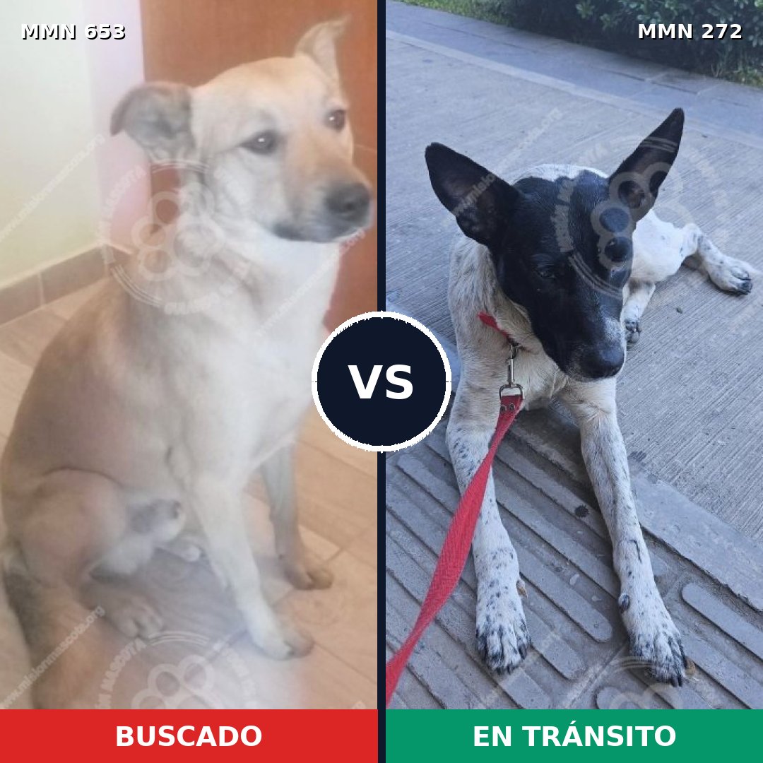 Comparativa MMS 9484: mascota perdida y mascota encontrada, 59% de similitud