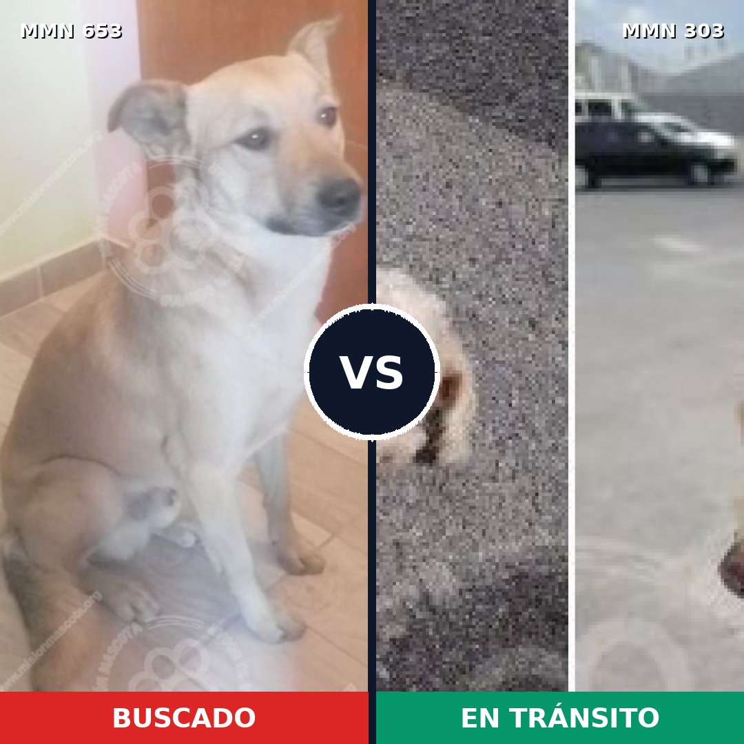 Comparativa MMS 9487: mascota perdida y mascota encontrada, 37% de similitud