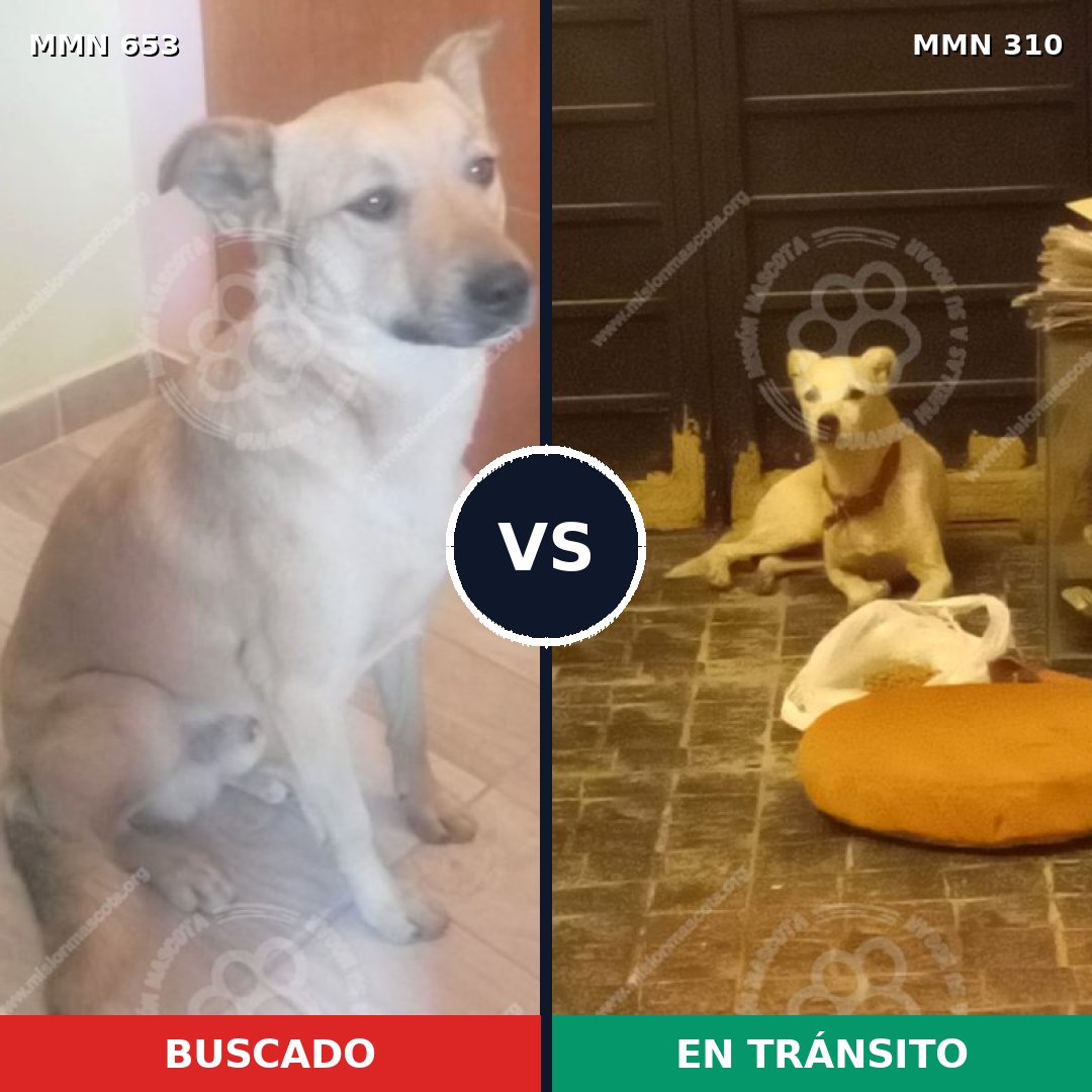 Comparativa MMS 9488: mascota perdida y mascota encontrada, 79% de similitud