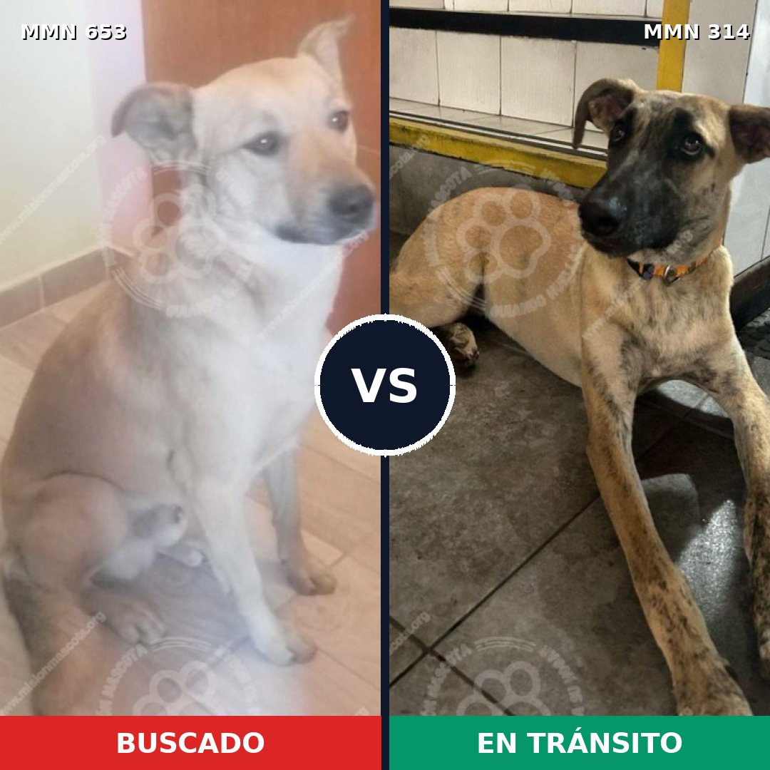 Comparativa MMS 9489: mascota perdida y mascota encontrada, 73% de similitud