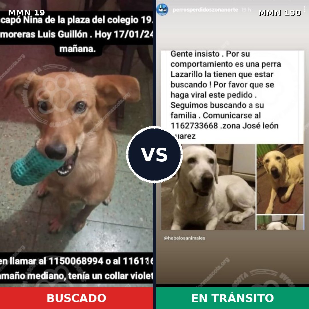 Comparativa MMS 949: mascota perdida y mascota encontrada, 32% de similitud