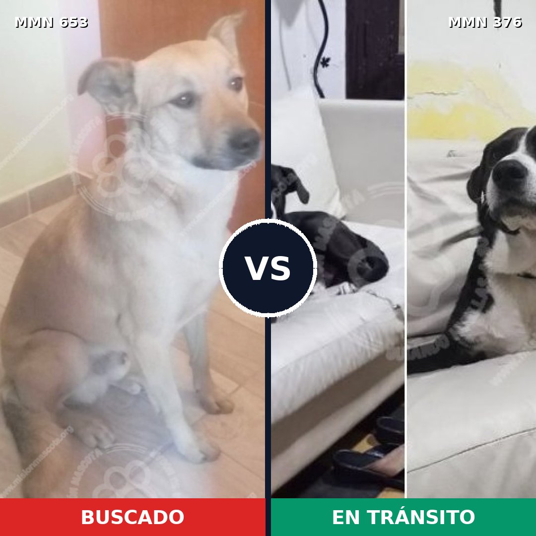 Comparativa MMS 9494: mascota perdida y mascota encontrada, 77% de similitud