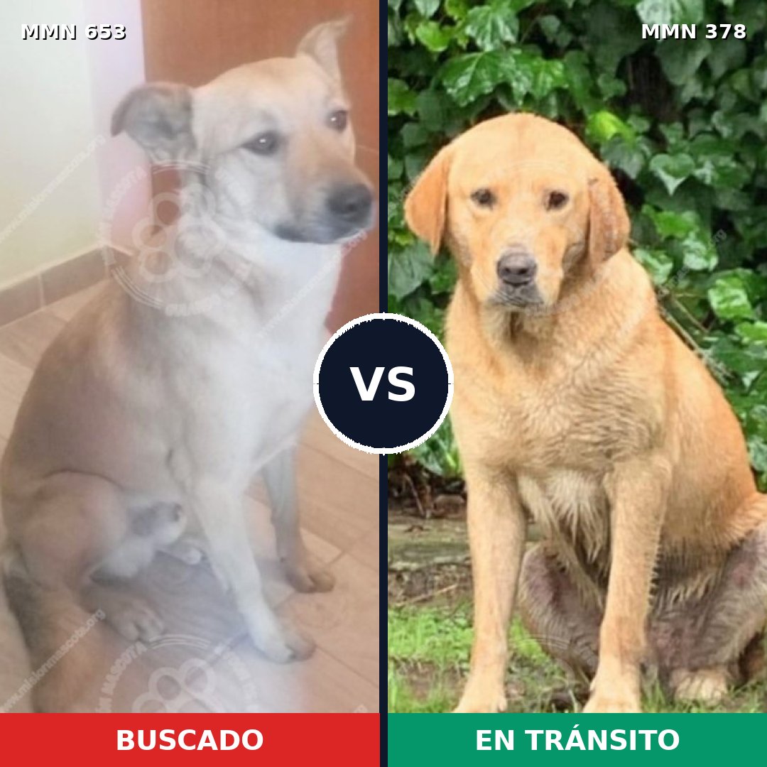 Comparativa MMS 9495: mascota perdida y mascota encontrada, 43% de similitud