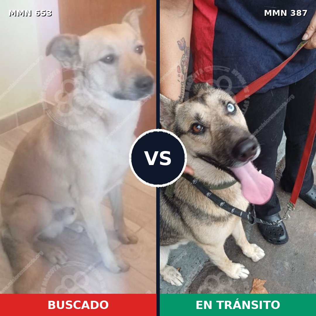 Comparativa MMS 9497: mascota perdida y mascota encontrada, 44% de similitud