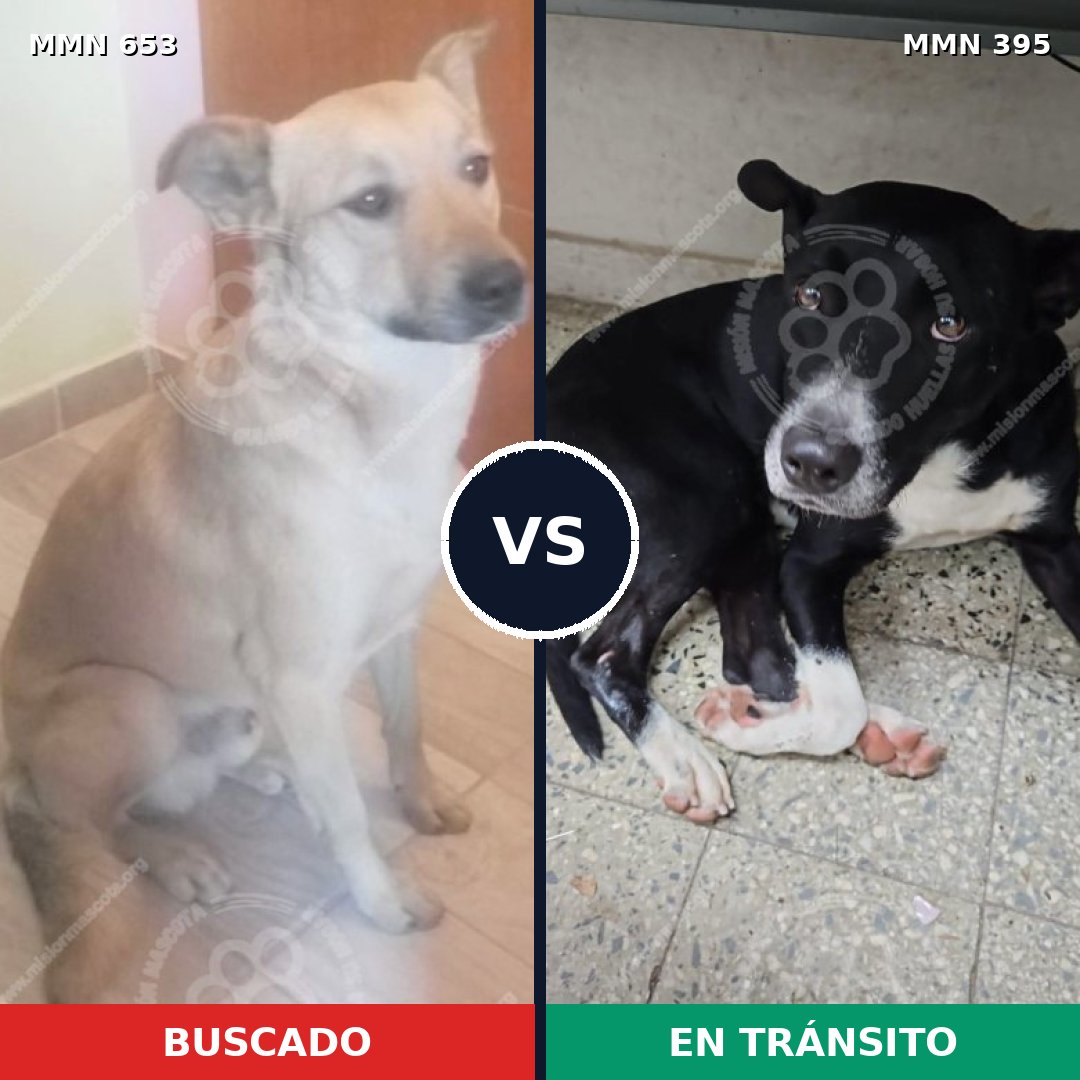 Comparativa MMS 9498: mascota perdida y mascota encontrada, 78% de similitud
