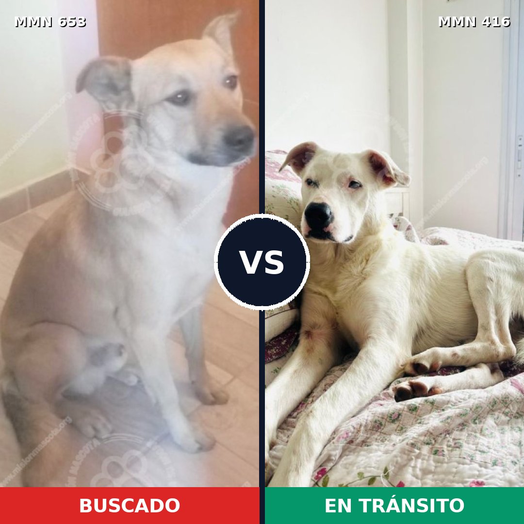 Comparativa MMS 9500: mascota perdida y mascota encontrada, 62% de similitud