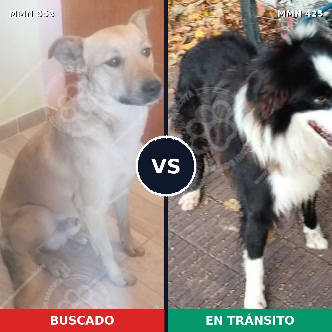 Comparativa MMS 9502: mascota perdida y mascota encontrada, 71% de similitud