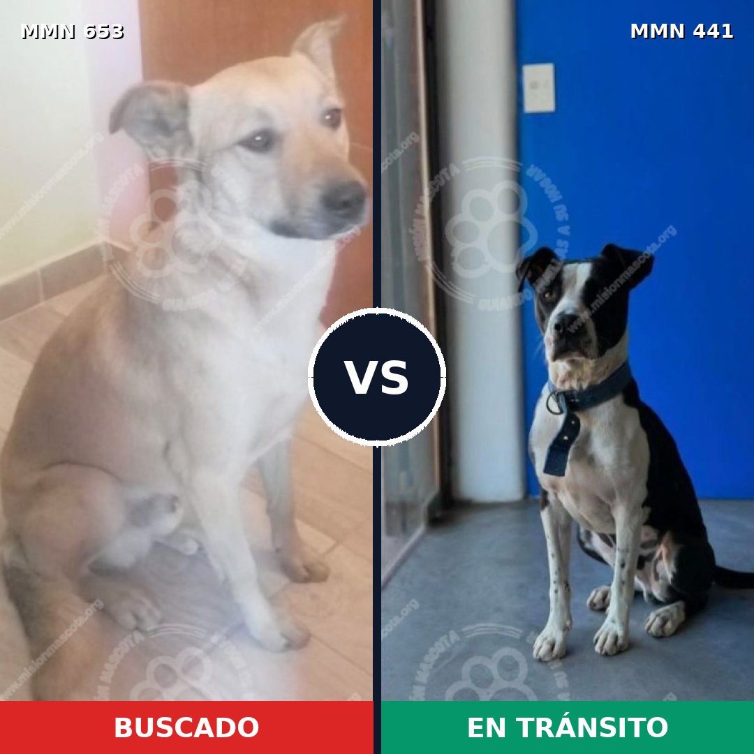 Comparativa MMS 9503: mascota perdida y mascota encontrada, 67% de similitud