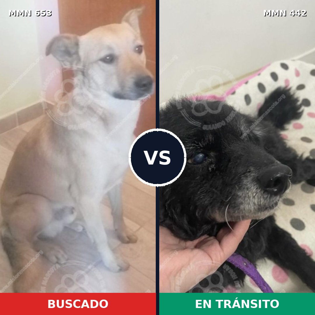 Comparativa MMS 9504: mascota perdida y mascota encontrada, 77% de similitud