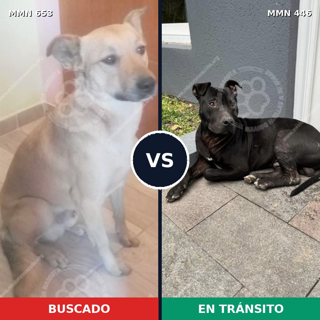 Comparativa MMS 9505: mascota perdida y mascota encontrada, 79% de similitud