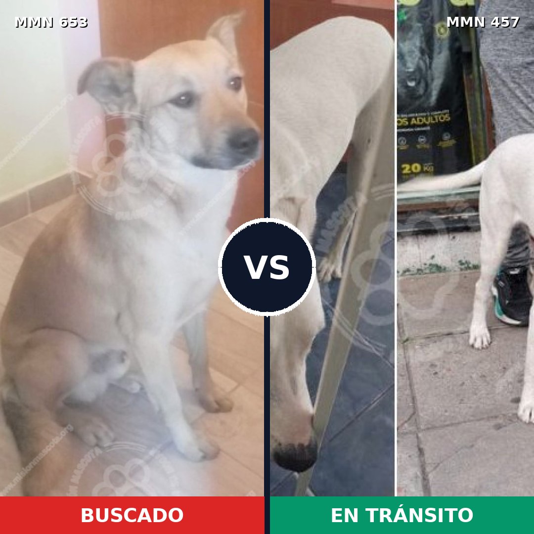 Comparativa MMS 9506: mascota perdida y mascota encontrada, 73% de similitud