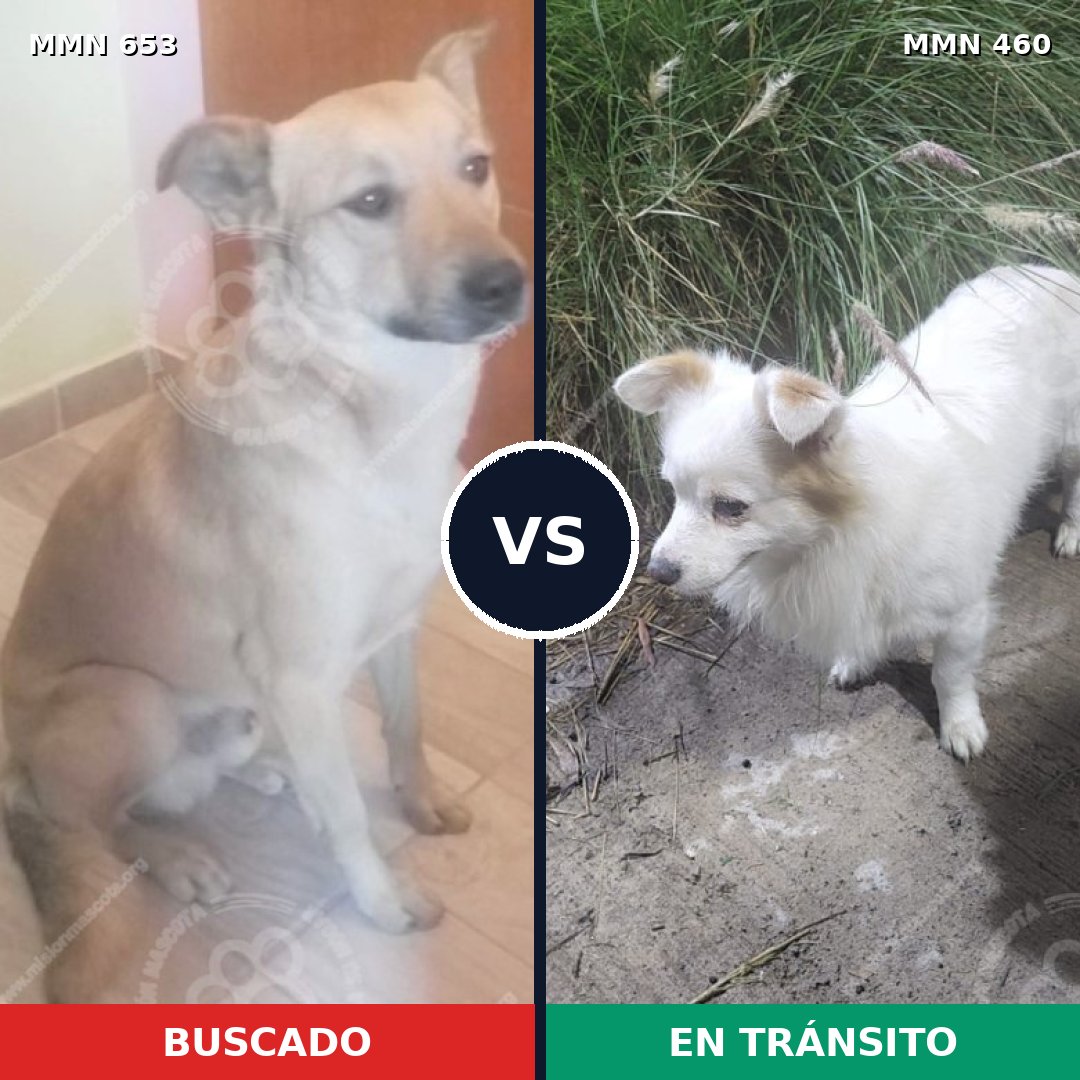 Comparativa MMS 9507: mascota perdida y mascota encontrada, 70% de similitud