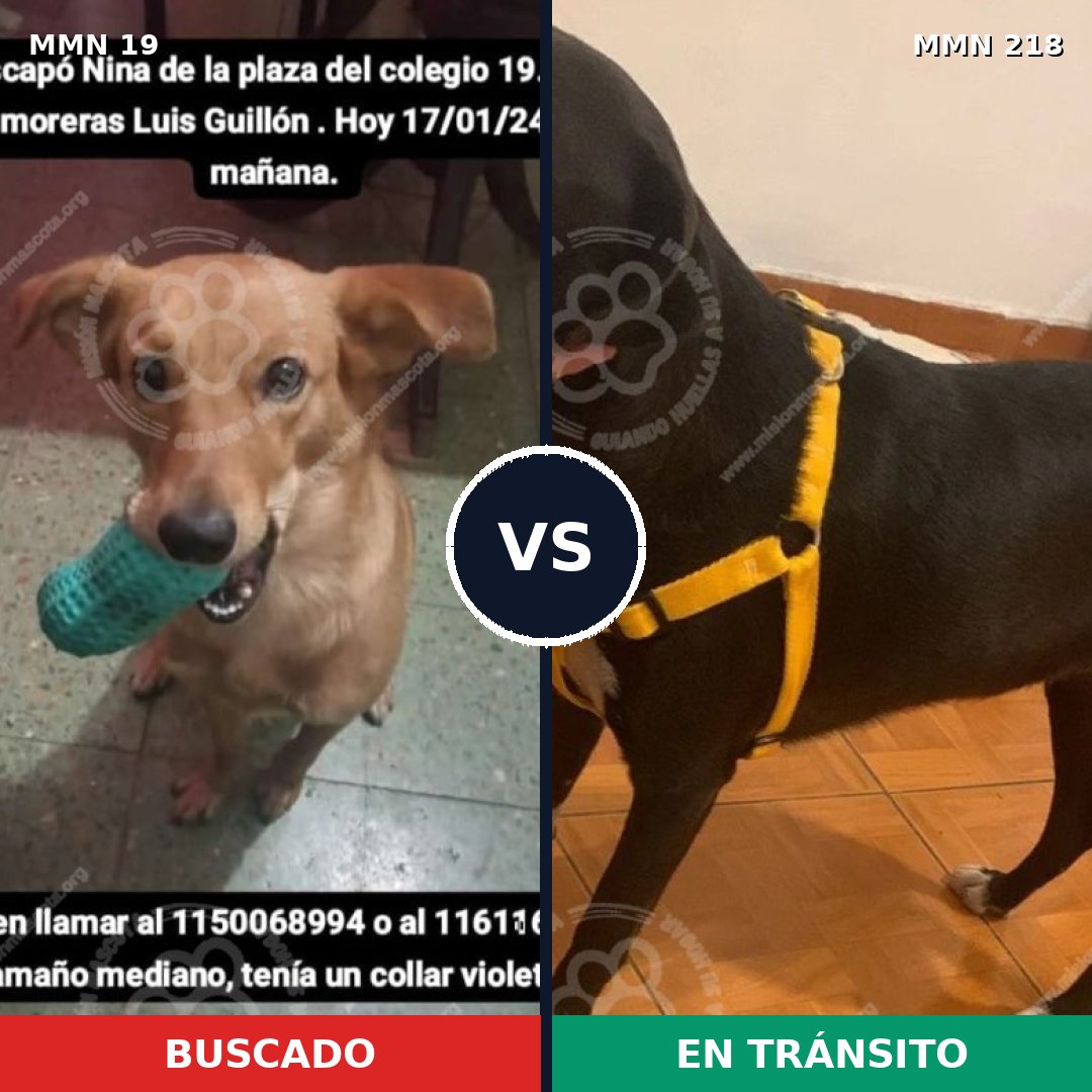 Comparativa MMS 951: mascota perdida y mascota encontrada, 76% de similitud