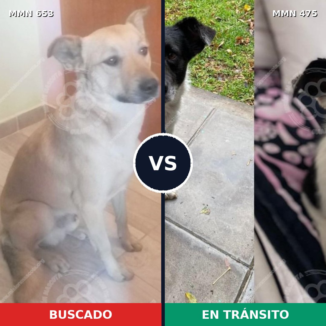 Comparativa MMS 9510: mascota perdida y mascota encontrada, 79% de similitud