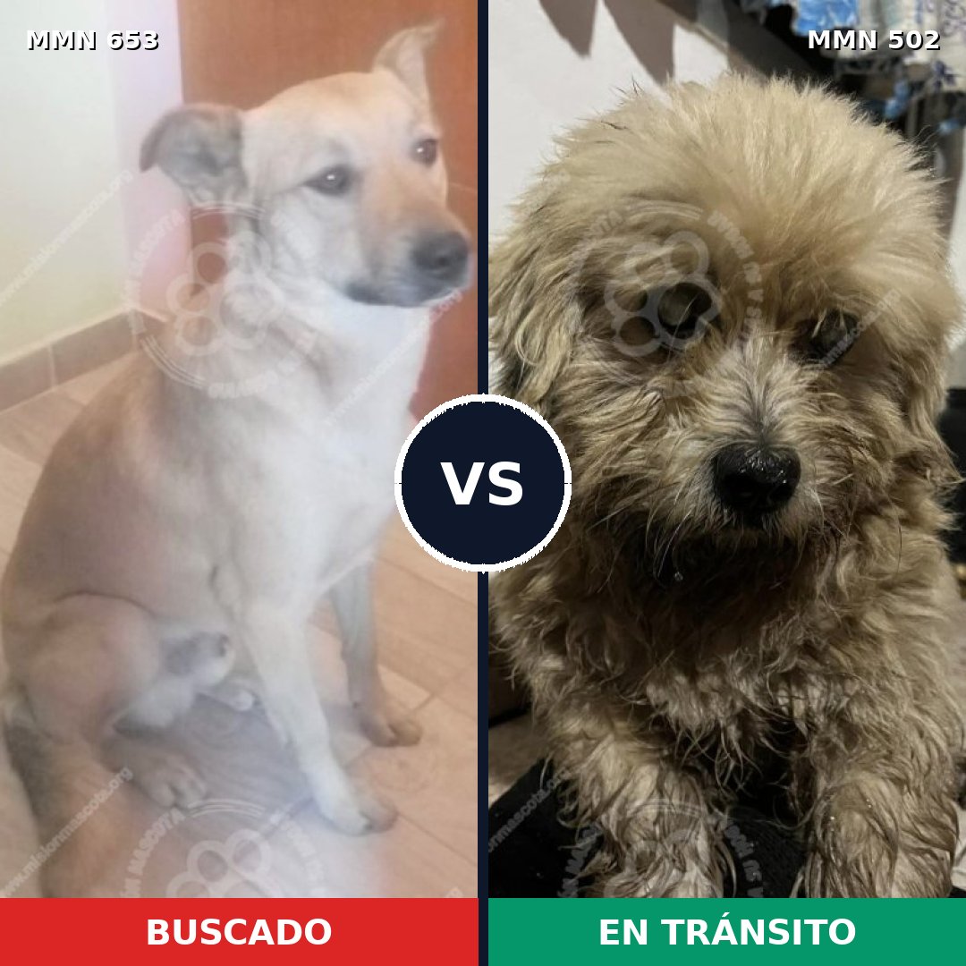Comparativa MMS 9513: mascota perdida y mascota encontrada, 71% de similitud