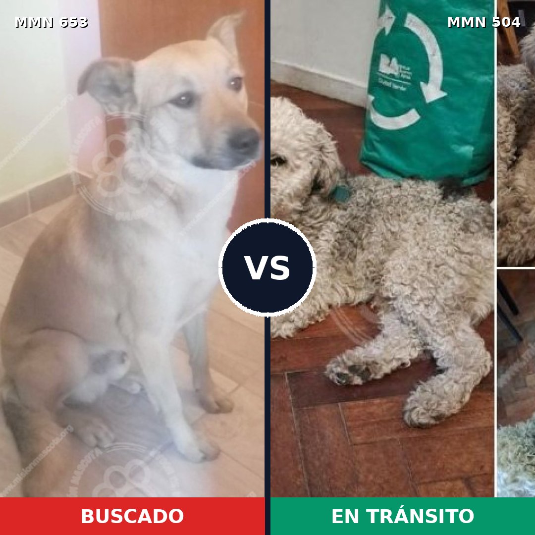 Comparativa MMS 9514: mascota perdida y mascota encontrada, 45% de similitud