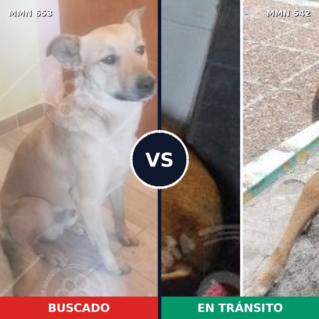 Comparativa MMS 9517: mascota perdida y mascota encontrada, 60% de similitud