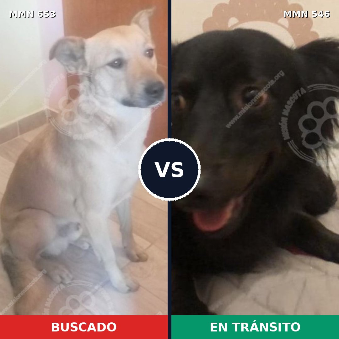 Comparativa MMS 9518: mascota perdida y mascota encontrada, 61% de similitud