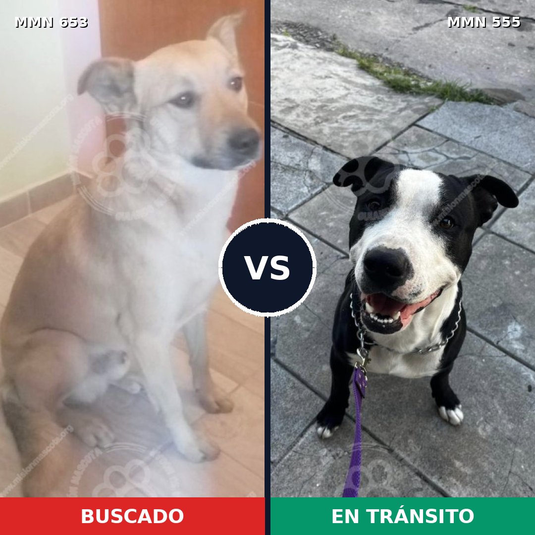 Comparativa MMS 9519: mascota perdida y mascota encontrada, 34% de similitud