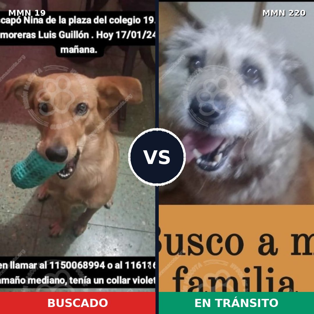 Comparativa MMS 952: mascota perdida y mascota encontrada, 75% de similitud