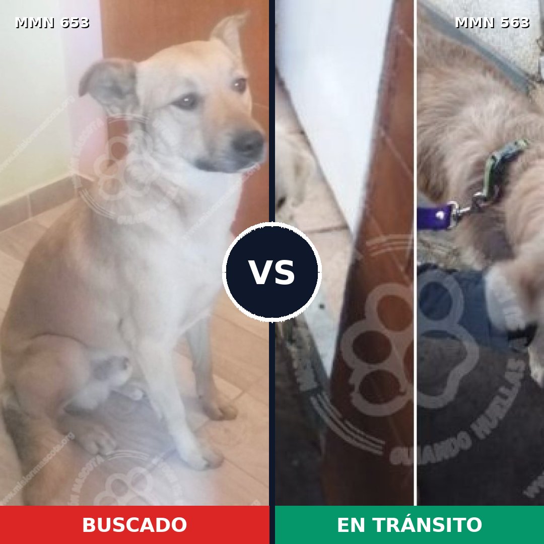 Comparativa MMS 9520: mascota perdida y mascota encontrada, 44% de similitud