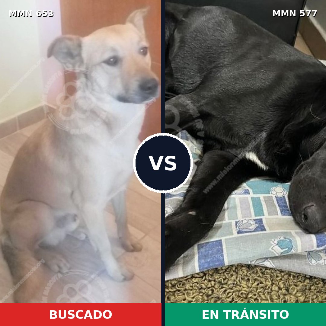 Comparativa MMS 9522: mascota perdida y mascota encontrada, 81% de similitud
