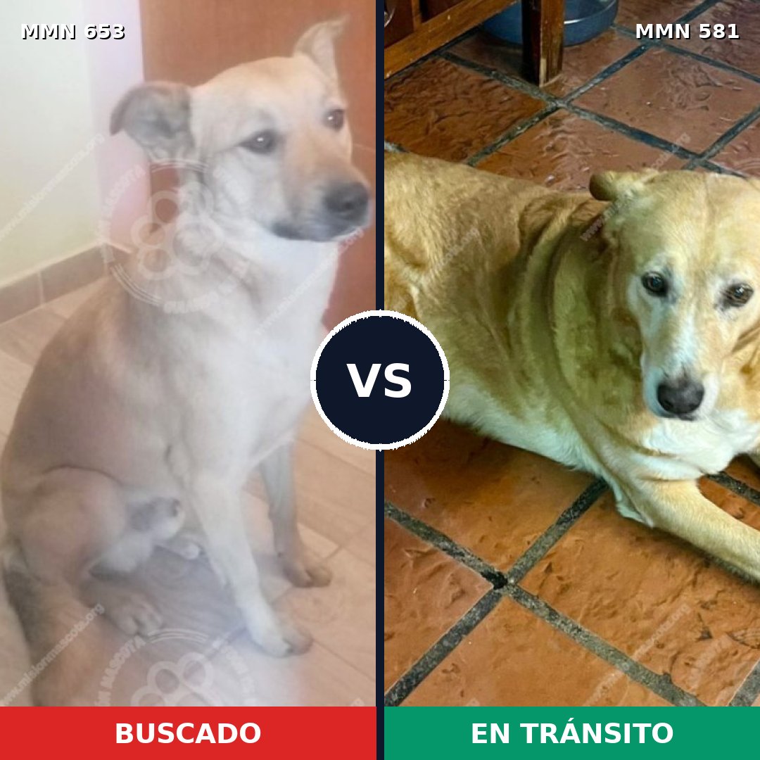 Comparativa MMS 9523: mascota perdida y mascota encontrada, 67% de similitud