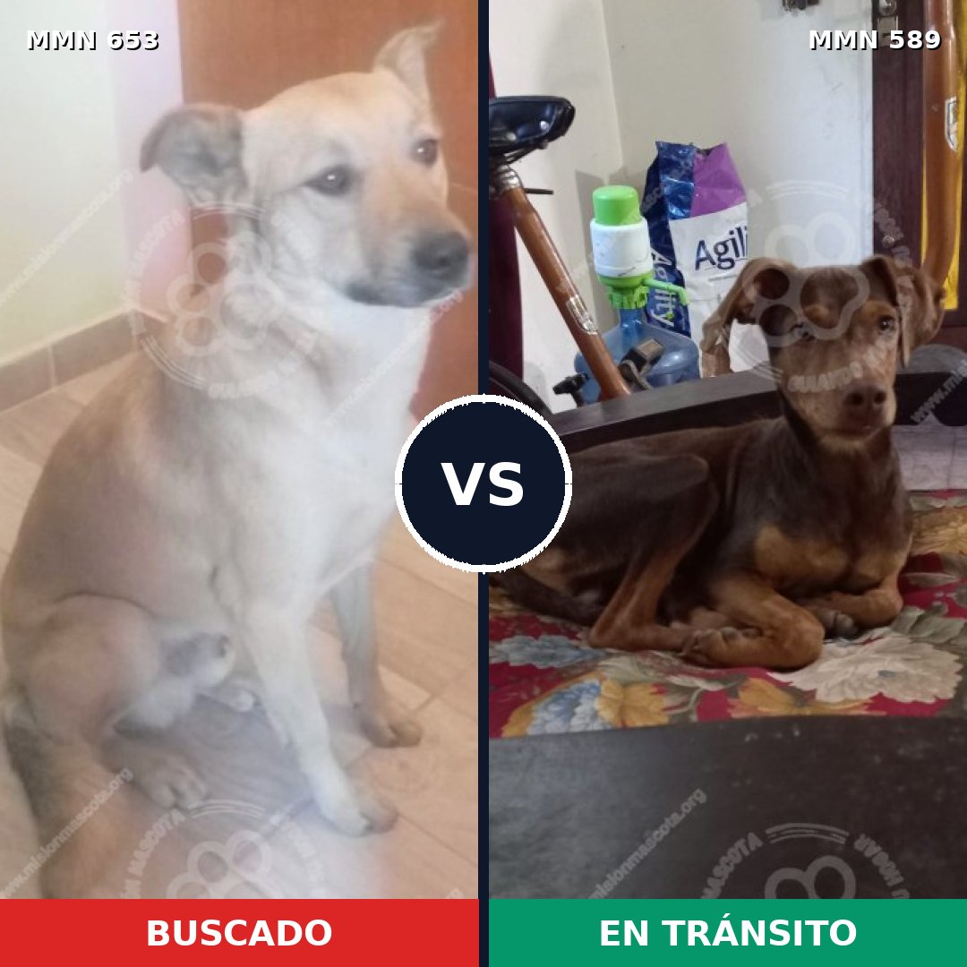 Comparativa MMS 9524: mascota perdida y mascota encontrada, 57% de similitud